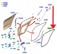 USZCZELKA DRZWI TYŁ FORD FOCUS KOMBI 2018- OE 2438849 _ JX7B-N253A10-AE